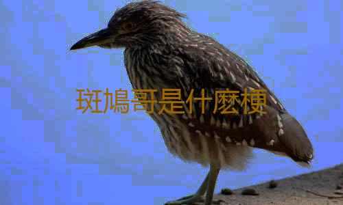 斑鳩哥是什麽梗